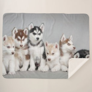 6 HEISERE WELPEN SHERPADECKE
