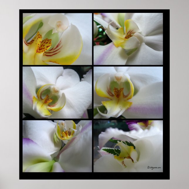 6 Phalaenopsis-Plakatdrucke für Weiße Orchideen Poster (Vorne)