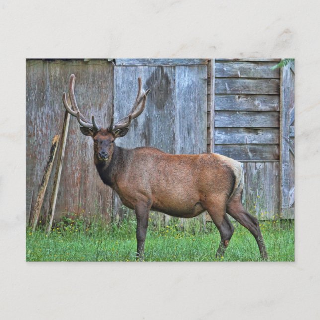 6 Point Bull Elk Foto Postkarte (Vorderseite)