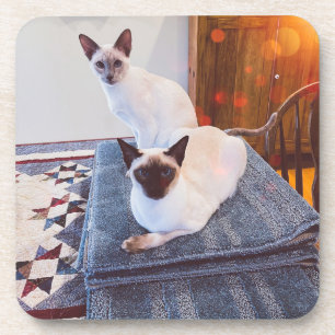 6 Siamische Hartkunststoffe, Untersetzer mit Korkr