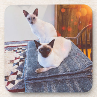 6 Siamische Hartkunststoffe, Untersetzer mit Korkr