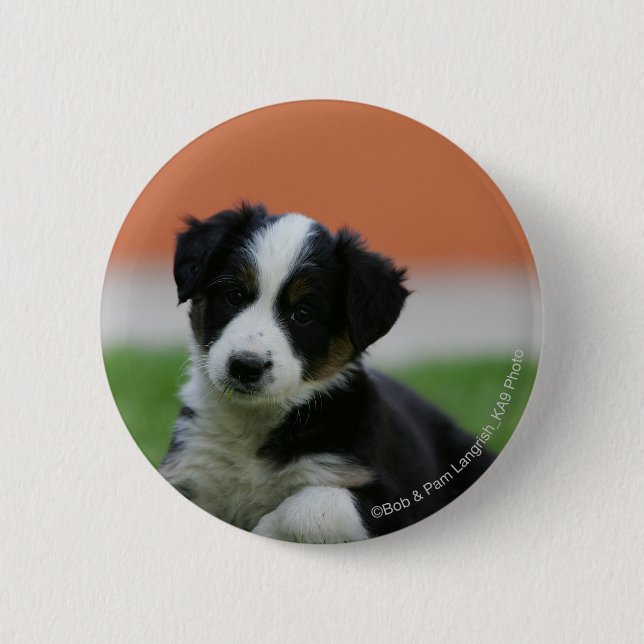 6 Wochen-alte Border-Collie Button (Vorderseite)