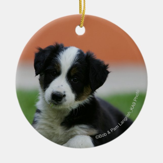 6 Wochen-alte Border-Collie Keramikornament (Vorne)