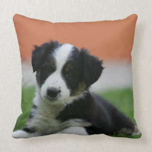 6 Wochen-alte Border-Collie Kissen