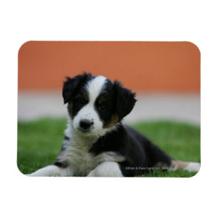 6 Wochen-alte Border-Collie Magnet