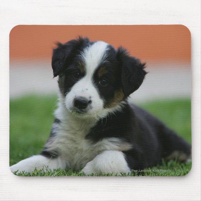 6 Wochen-alte Border-Collie Mousepad (Vorne)