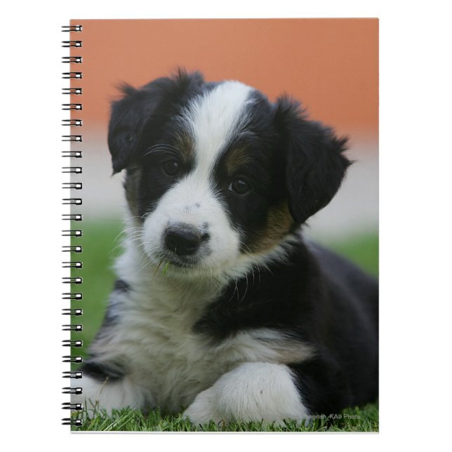 6 Wochen-alte Border-Collie Notizblock (Vorderseite)