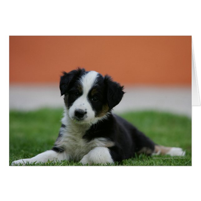 6 Wochen alter Grenzübergang Collie (Vorderseite (Horizontal))