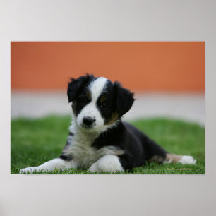 6 Wochen alter Grenzübergang Collie Poster