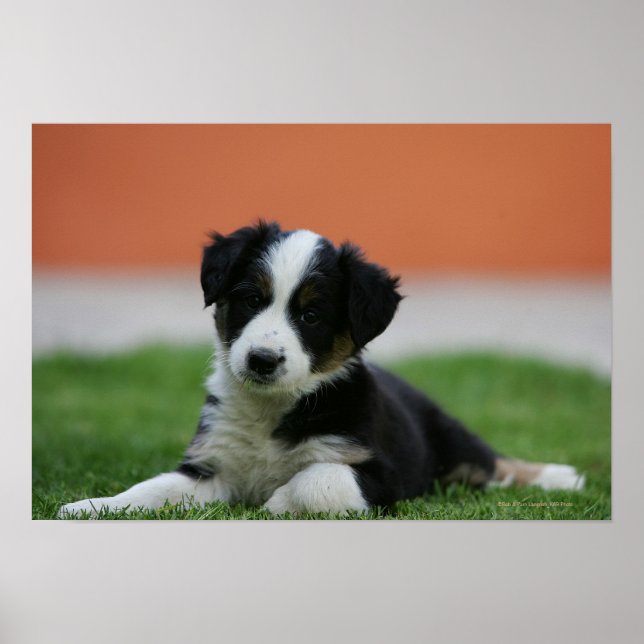 6 Wochen alter Grenzübergang Collie Poster (Vorne)