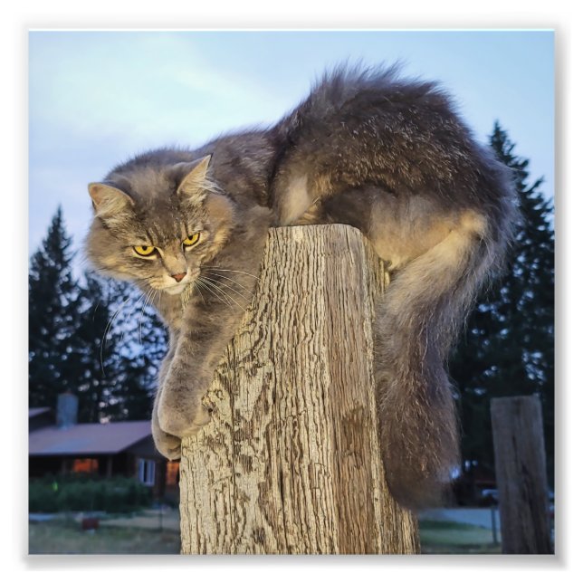 6"x6"-Foto drucken | Katze Fotodruck (Vorne)