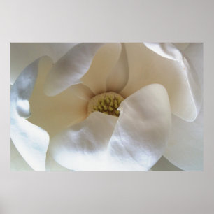 6" x 24" Magnolienplakat, bewerten Mattplakat Poster