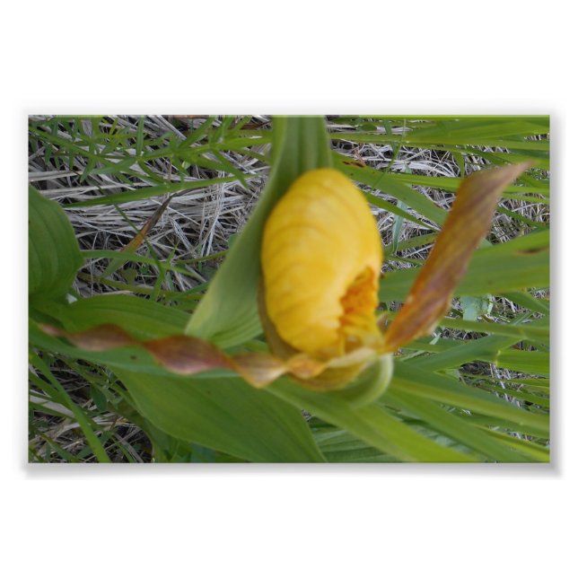 6 x 4 Foto drucken (Vorne)