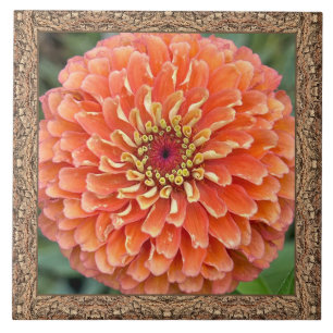 6"x 6" Keramik Tile mit atemberaubendem Orange Zin Fliese