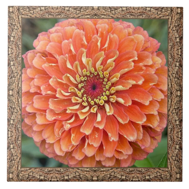 6"x 6" Keramik Tile mit atemberaubendem Orange Zin Fliese (Vorderseite)