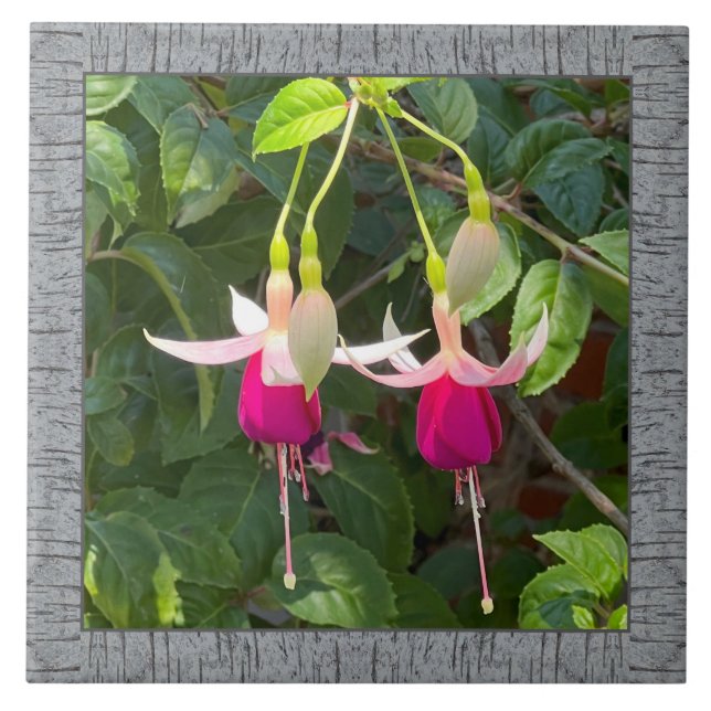 6"x 6" Keramik Tile mit Atemberaubender Magenta Fu Fliese (Vorderseite)