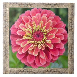 6"x 6" Keramik Tile mit auffallend rosa Zinnia Fliese