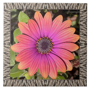 6"x 6" Keramik Tile mit Brillant Gazania Fliese