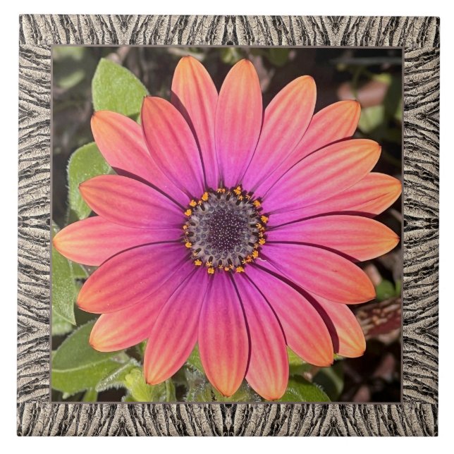6"x 6" Keramik Tile mit Brillant Gazania Fliese (Vorderseite)