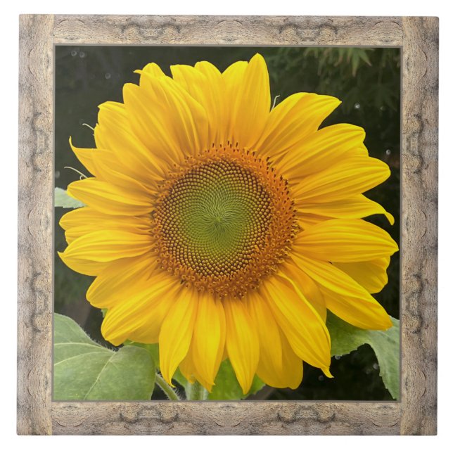 6"x 6" Keramik Tile mit fröhlicher Gelbblüte Fliese (Vorderseite)