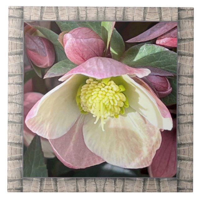 6"x 6" Keramik Tile mit hübsch rosa Hellebore Fliese (Vorderseite)
