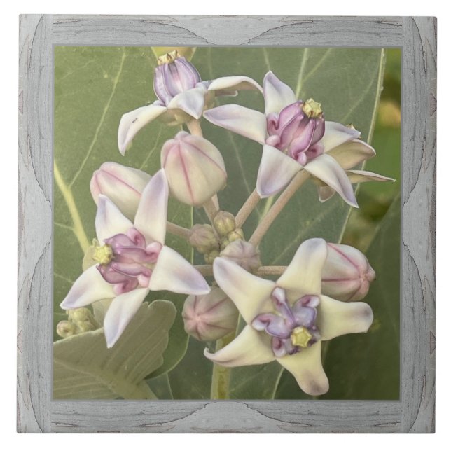 6"x 6" Keramik Tile mit liebevoller Crown-Blume Fliese (Vorderseite)