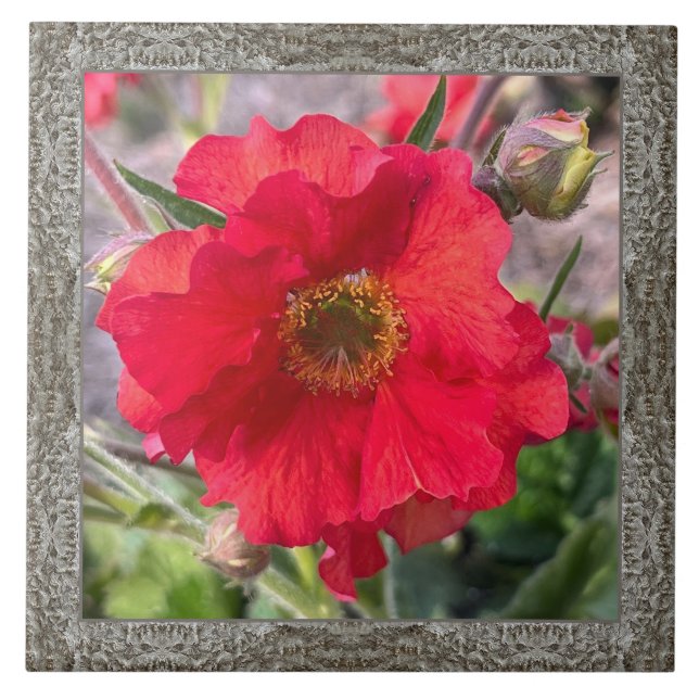 6"x 6" Keramik Tile mit liebevoller Rote Rose Fliese (Vorderseite)