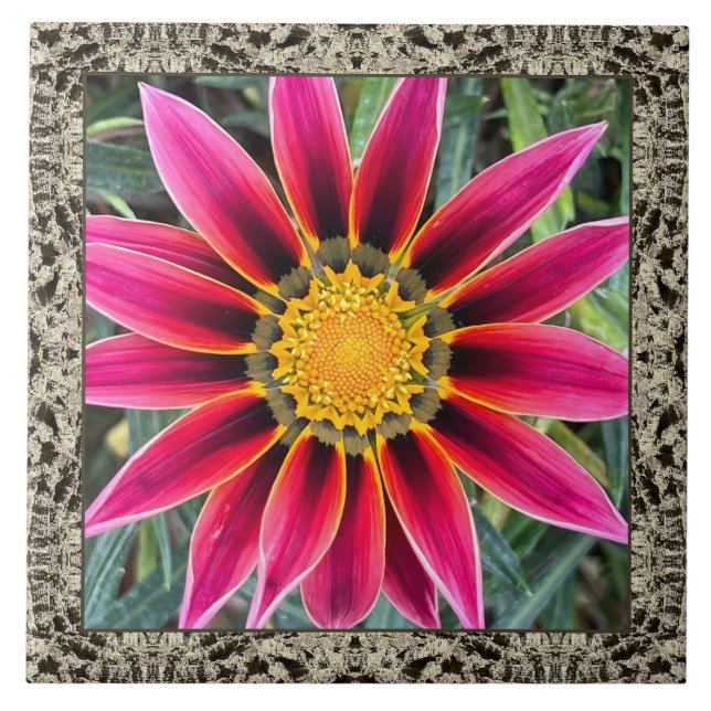 6"x 6" Keramik Tile mit Magenta Gazania Fliese (Vorderseite)