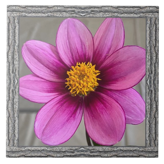 6"x 6" Keramik Tile mit markanter rosa Dahlia Fliese (Vorderseite)