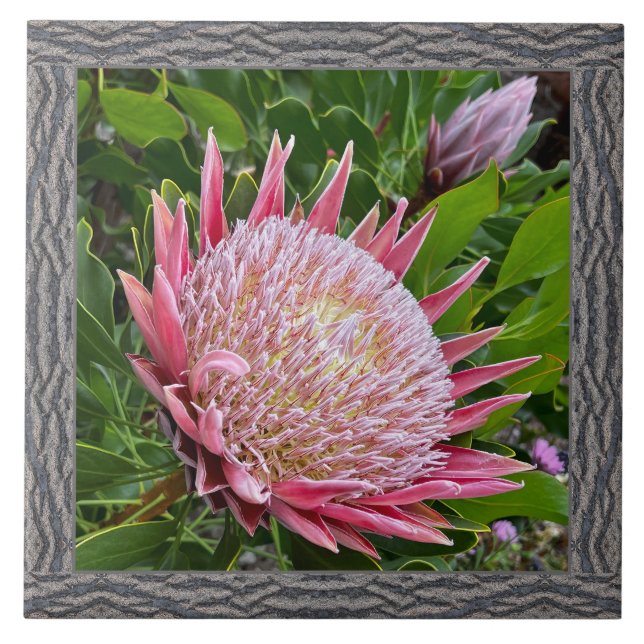 6"x 6" Keramik Tile mit schönem rosa Protea Fliese (Vorderseite)