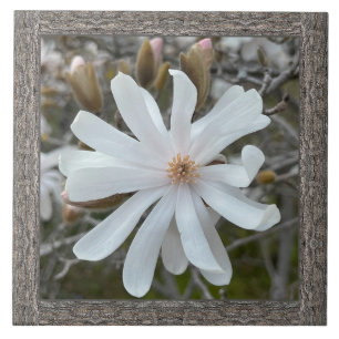 6"x 6" Keramik Tile mit schönem weißem Magnolium Fliese
