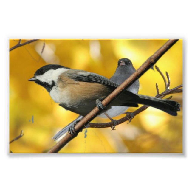 6 Zoll x 4 Zoll, Kodak Berufliches Foto Paper (Sat (Vorne)