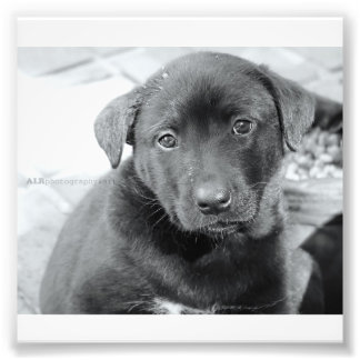 6 Zoll x 4 Zoll, Kodak Berufliches Foto Paper (Sat