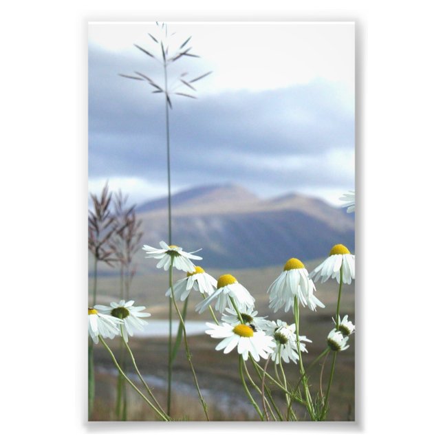 6x4 Foto Alaskan Wildblumen (Vorne)