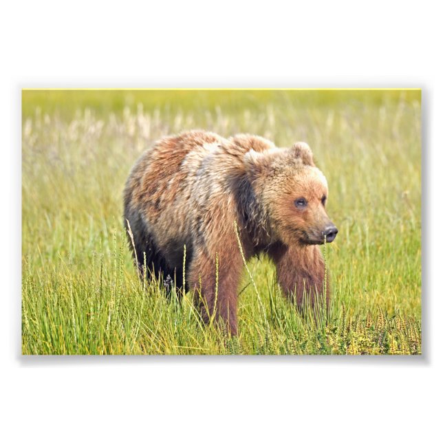 6x4 Foto Grizzlybär (Vorne)