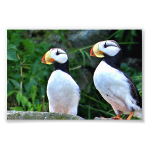 6x4-Foto-Puffin Fotodruck