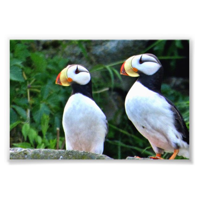 6x4-Foto-Puffin Fotodruck (Vorne)