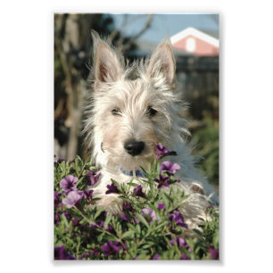 6x4 Foto Scottish Terrier