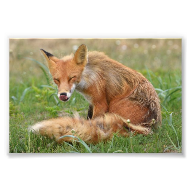 6x4 Foto von Fuchs (Vorne)