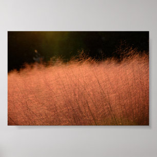 6x4 Rosa Muhly Jeju-do Südkorea Fotodruck Poster