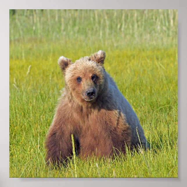 6x6 Plakatpapier (Matte) aus Grizzlybär Poster (Vorne)