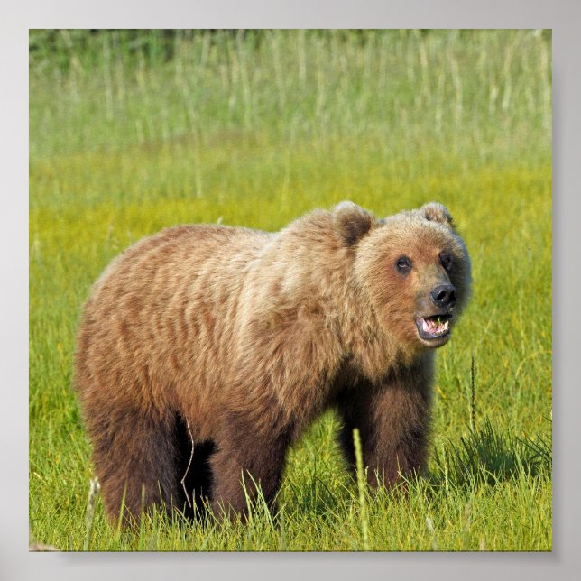 6x6 Plakatpapier (Matte) aus Grizzlybär Poster (Vorne)