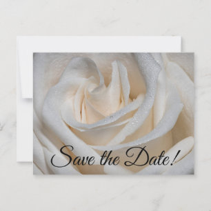 7127-Weiße Rose mit Taub Postkarte