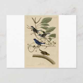 74_Indigo_Bird.jpg Postkarte