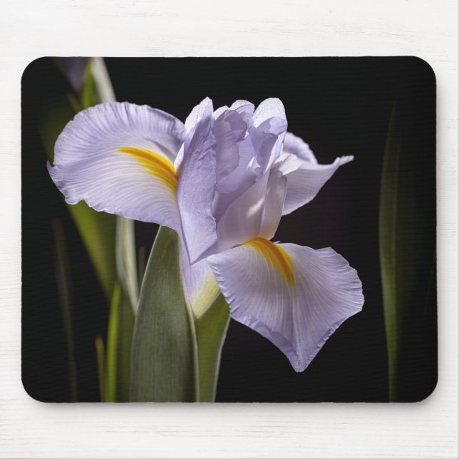 7659-2-Lila Iris Mousepad (Vorne)