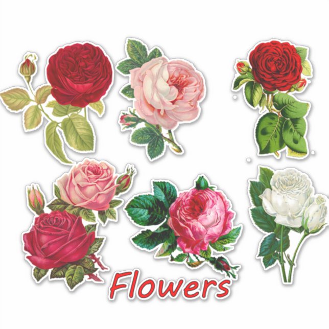 7 Schöne Rose für Scrapbooking Aufkleber (Vorderseite)