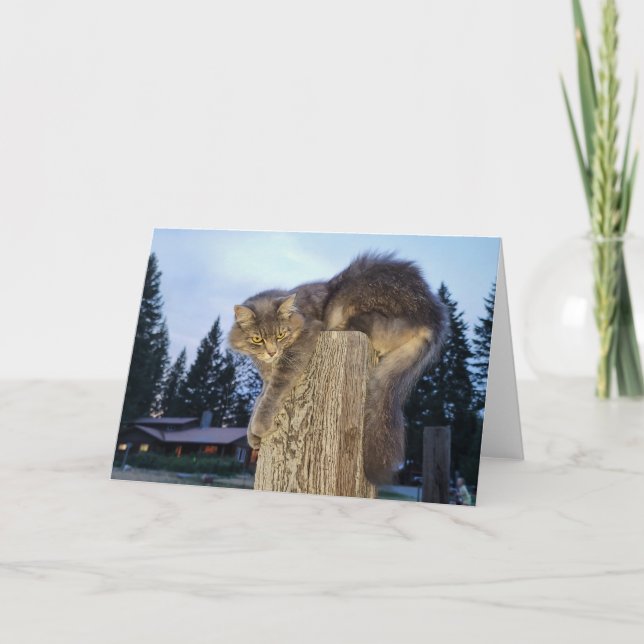 7"x5" Faltkarte | Katze Karte (Vorderseite)