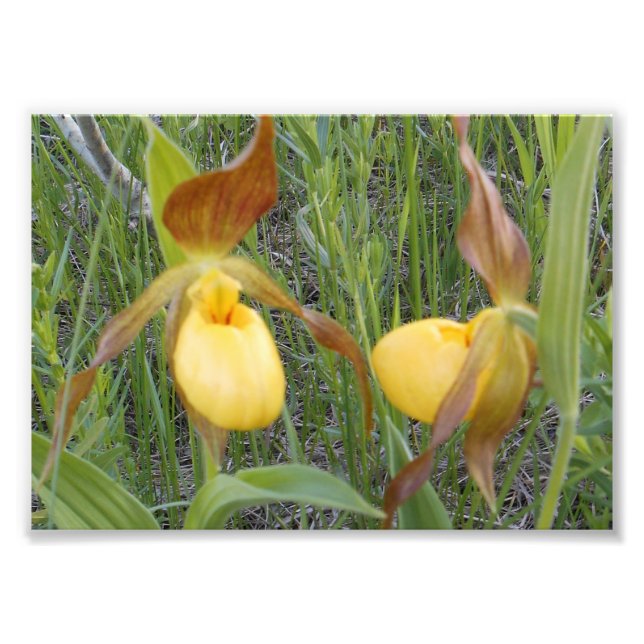 7 x 5 Foto Print (Vorne)