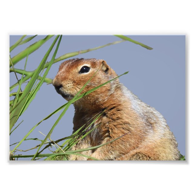 7 x 5 Kodak Berufliches Foto Papier (Satin) (Vorne)