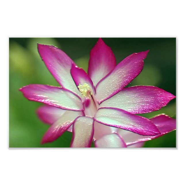 7 Zoll x 5 Zoll, Kodak Berufliches Foto Paper (Sat (Vorne)